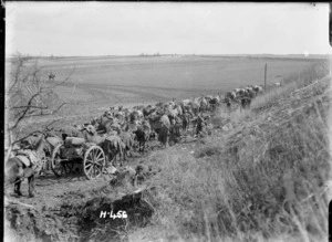 Artillery horses shelter from bombardment on the Somme