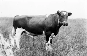Young Friesian bull
