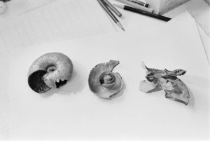 Giant land snail shells showing different types of predation - Photograph taken by Merv Griffiths