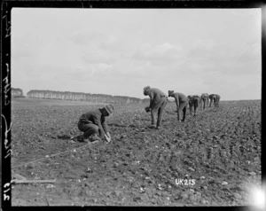 Planting cabbages at Sling Camp, World War I