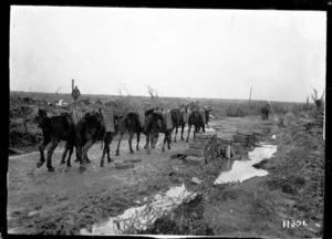 Mules carrying ammunition to the New Zealand guns on the Western Front, World War I