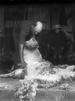 Shearing a sheep using hand shears