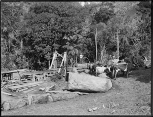 Logs and bullock team, Northland