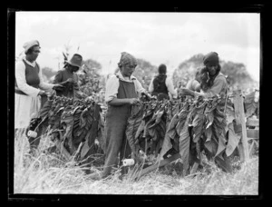 Unidentified Maori women hanging tobacco leaves to dry, Rotorua area, Bay of Plenty Region
