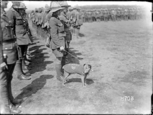 Paddy, the canine mascot of the Wellington Regiment, at a troop inspection, World War I