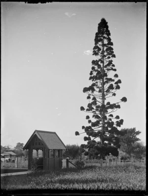 Grounds of St Saviour's Anglican church, Kaitaia, with bunya-bunya tree