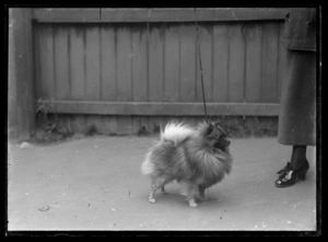 Pomeranian dog