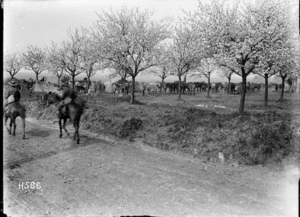 New Zealanders bivouaced in an orchard in full bloom, France, World War I