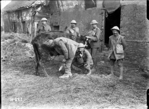 New Zealand soldiers milk a cow near the Somme