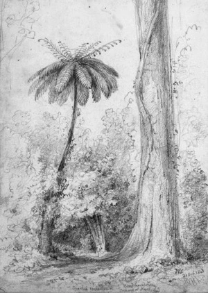Swainson, William, 1789-1855 :Cyathia medullaris. Broad leaved fern. Orchard at Hawkshead, 21 Oct. 1843.