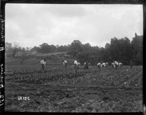 Hoeing at Hornchurch Convalescent Camp, World War I