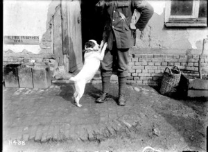 Jack, the New Zealand Engineers' canine mascot in France, World War I