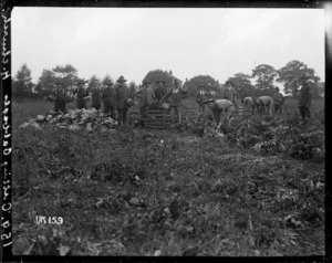 Cutting cabbages at Hornchurch Convalescent Camp, World War I