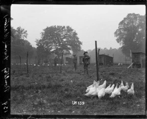 The poultry farm at Walton-on-Thames, World War I