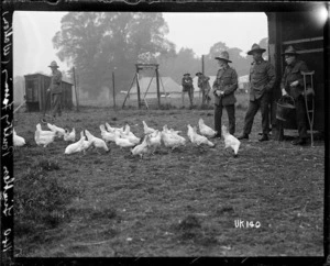 World War I amputees poultry farming at the Walton-on-Thames Hospital