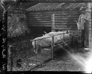 Feeding the pigs, Walton, World War I