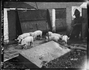 Little piggies, Walton, World War I