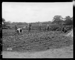 Soldiers weeding vegetables at their World War I camp, England