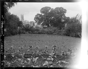Vegetable garden at Hampton House, Torquay, World War I
