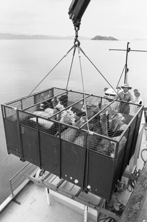 First New Zealand consignment of alpacas being unloaded from the ship Matiu, at Petone Wharf, Wellington region