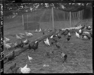 Poultry farming at Torquay, World War I
