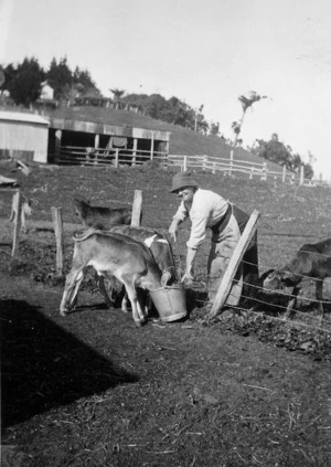 Mary Marsh feeding calves, Taranaki