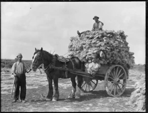Horse and cart taking treated flax to mill, Lake Ohia