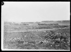 The horse lines in Beauvois, France, World War I