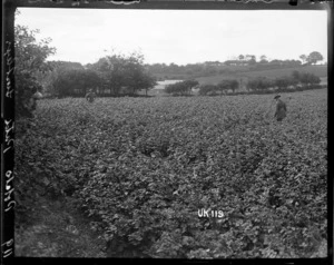 Potato patch at Lustleigh farm, World War I