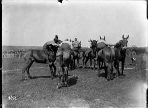 Wrestling on mules, Louvencourt