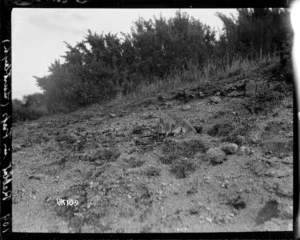 A rabbit in a trap at Lustleigh, World War I