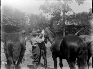 World War I veterinarians bandaging a horse's eye, Louvencourt, France