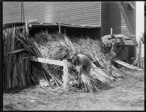 Taking flax into shed for treatment, Lake Ohia