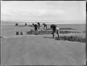 Men digging for toheroa