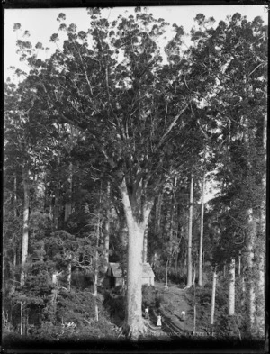 Timber camp, Northland