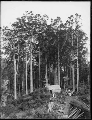 Timber camp at Campbell's Bush, Totara North, Northland