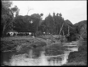 Clearing land along the (Awanui?) river near Kaitaia