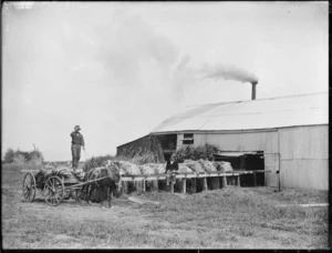 Carding out flax fibre, Northland