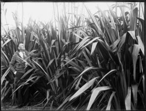 Flax industry, Northland