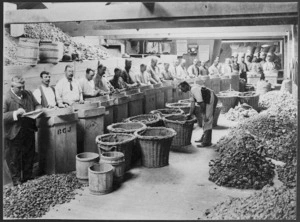 Sorting kauri gum at Michelson and Company, Auckland