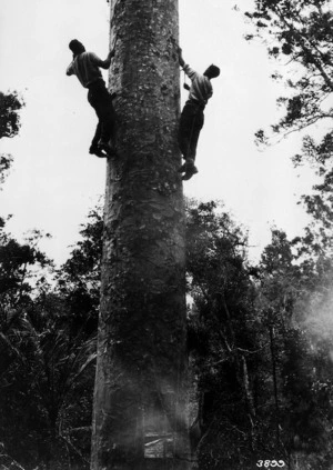 Kauri gum climbers