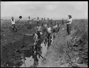 Men digging a drainage ditch in the Kaitaia swamp