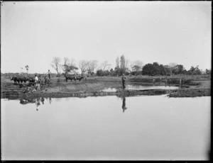 Men digging a drainage ditch in the Kaitaia swamp