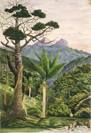 Welch, Joseph Sandell 1841-1918 :Nikau palm (Arica Sapida) [1870s]