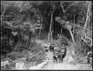 Bullock team, Northland