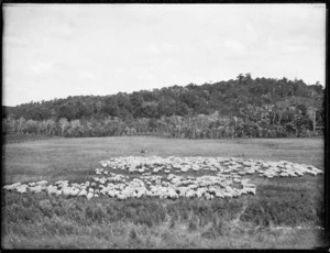 Sheep mustering, Northland Region