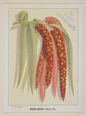 Archibald Dudingston Willis (Firm) :Whero-whero (plant), N.Z. [ca 1885]