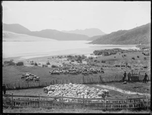 Sheep farming, Northland Region