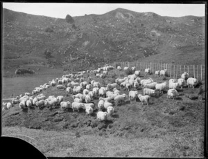 Sheep, Northland Region
