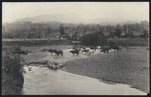 Cattle crossing a river, location unidentified